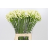 Agapanthus EYFORI White
