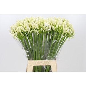 Agapanthus EYFORI White