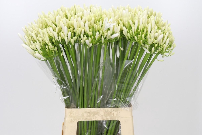 <h4>Agapanthus EYFORI White</h4>