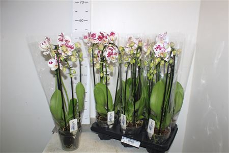 <h4>Phal El Cascade Anthura Marrakesh 3 Branches 24+</h4>
