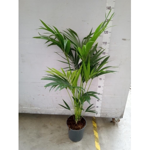 Howea forsteriana