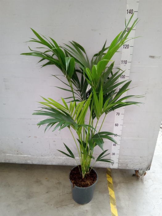 <h4>Howea forsteriana</h4>