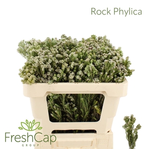 Rock Phylica