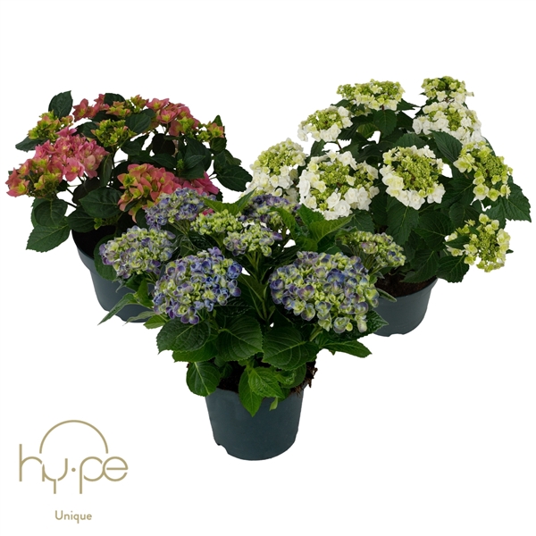 <h4>Hydrangea Mix 7+ | Hy-pe Unique</h4>