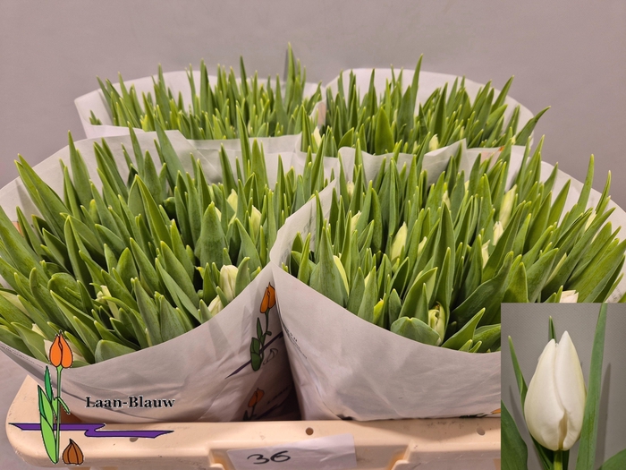 <h4>TU EN POLAR BEAR</h4>