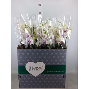 Phalaenopsis  'Red Lips'