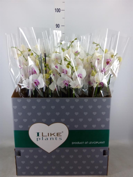 <h4>Phalaenopsis 'Red Lips'</h4>