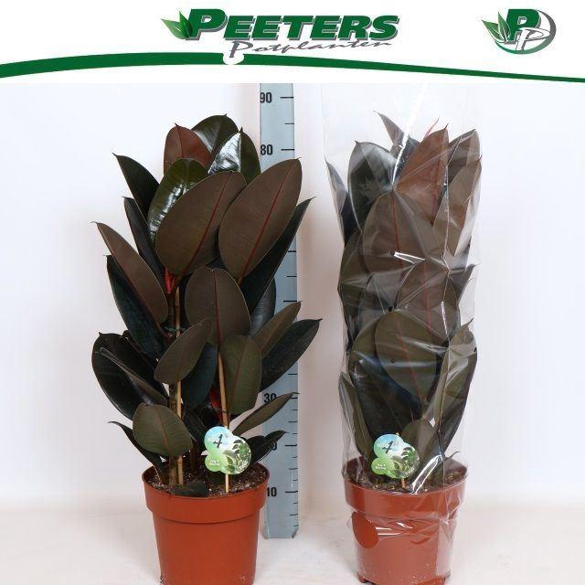 <h4>Ficus elas. Abidjan</h4>