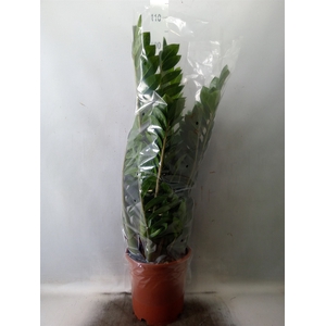 Zamioculcas zamiifolia