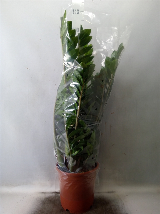 <h4>Zamioculcas zamiifolia</h4>