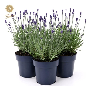 Lavandula ang. 'Felice Silver'® P15
