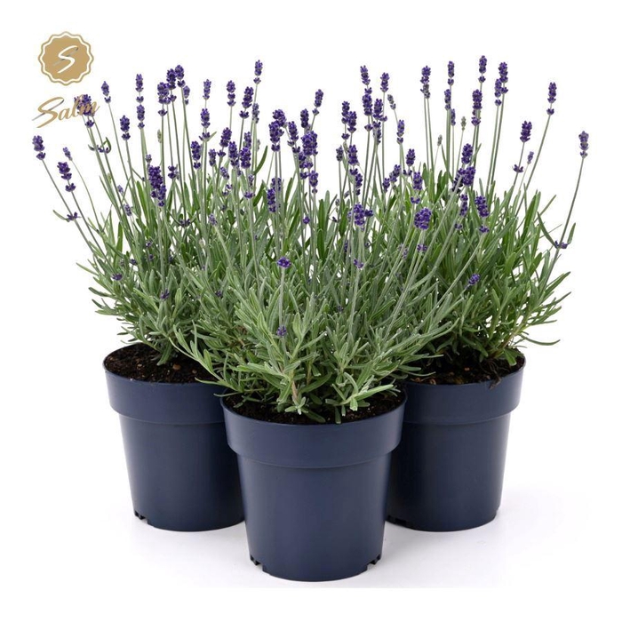 <h4>Lavandula ang. 'Felice Silver'® P15</h4>