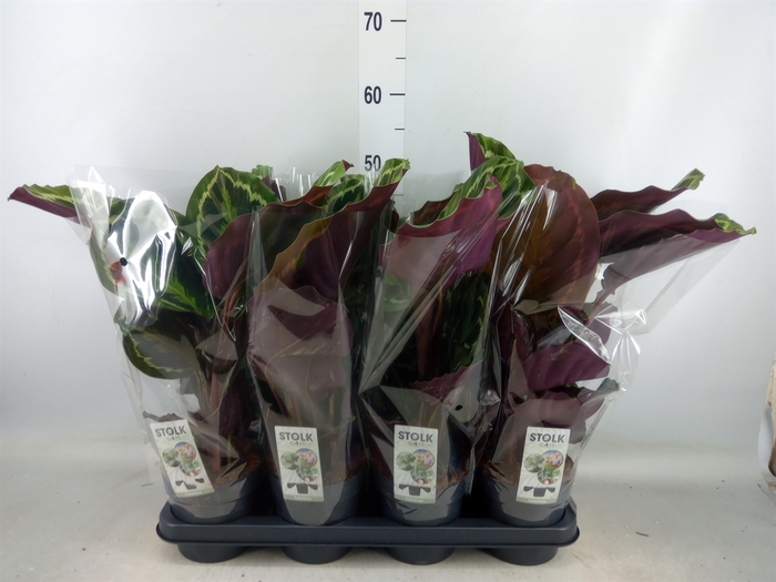 <h4>Calathea  'Medallion'</h4>