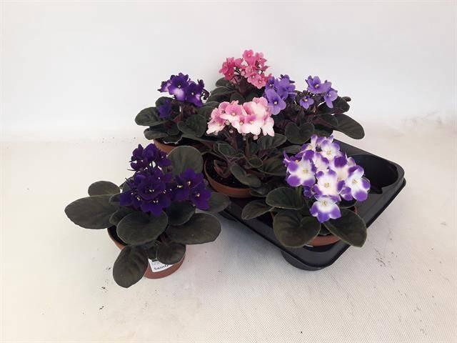 <h4>SAINTP GEM 6 KL</h4>