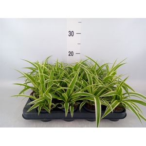 Chlorophytum com. 'Ocean'