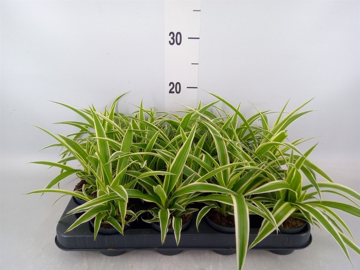 <h4>Chlorophytum com. 'Ocean'</h4>