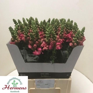 Antirrhinum Avignon Cherry Rose