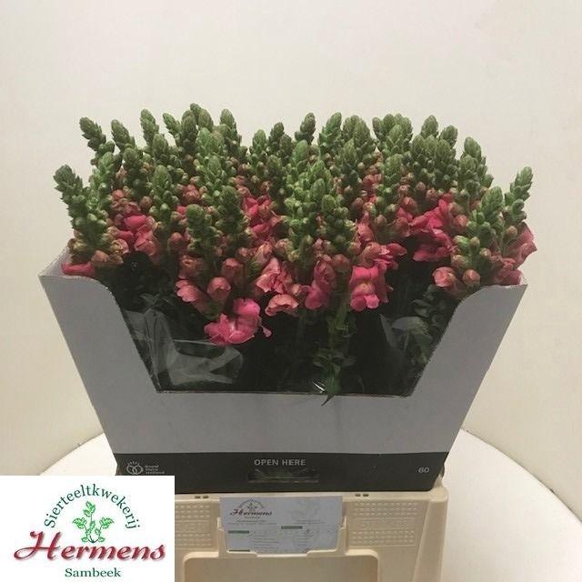<h4>Antirrhinum Avignon Cherry Rose</h4>