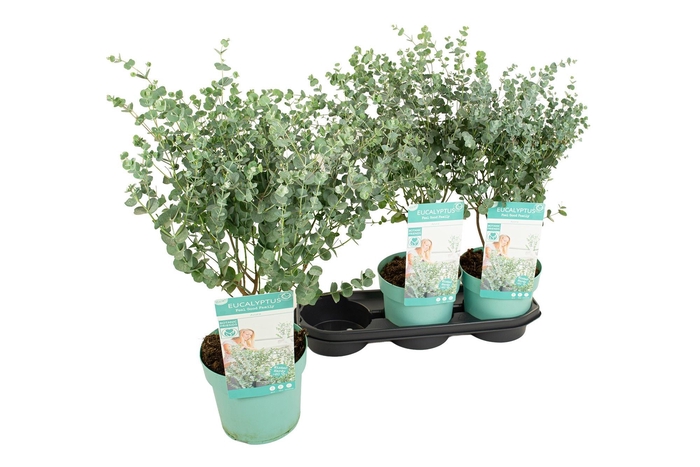 <h4>EUCAL GU AZURA</h4>