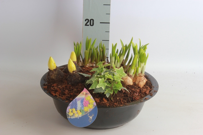 <h4>ARR TUINPLANTEN</h4>