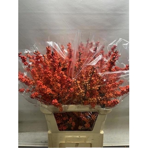 ILEX VE WINTER GOLD