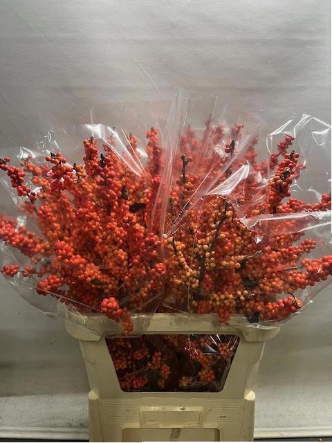 <h4>ILEX VE WINTER GOLD</h4>