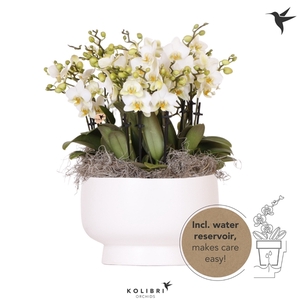 Kolibri Orchids Mono Lausanne Scandic dish with wateringsystem