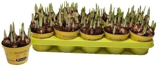 <h4>NARC O TETE A TETE</h4>