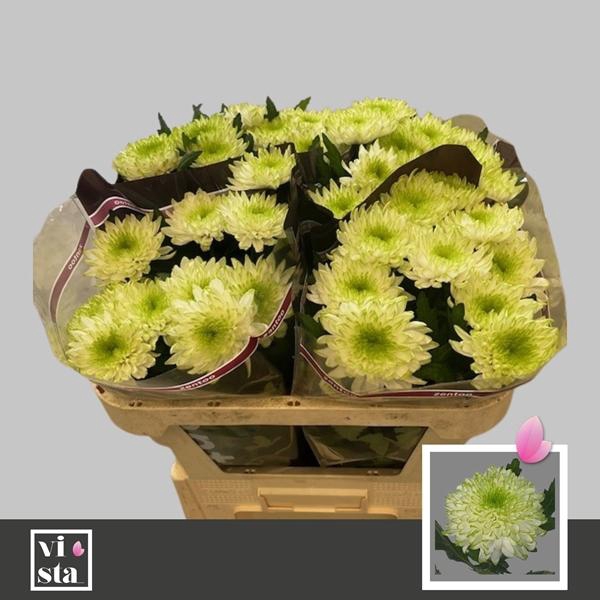 <h4>CHR G ZEMBLA LIME</h4>
