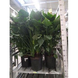 Alocasia cucullata