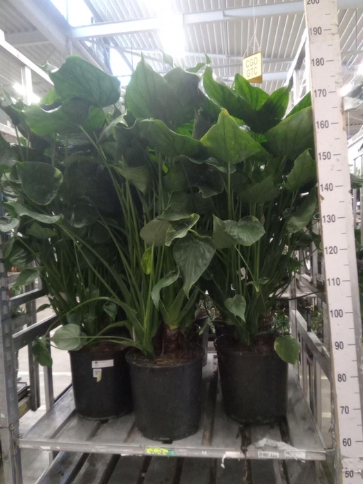 <h4>Alocasia cucullata</h4>