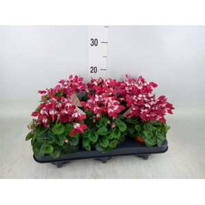 Cyclamen KL 'Djix'