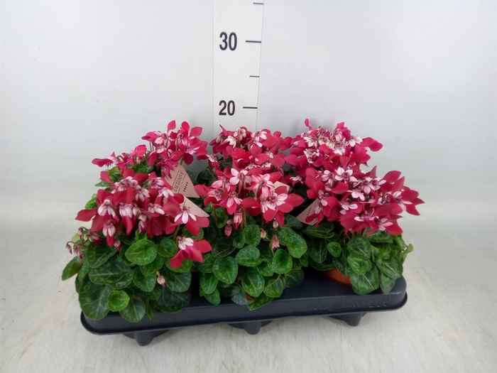 <h4>Cyclamen KL 'Djix'</h4>