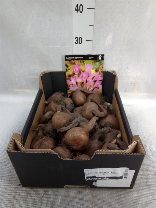 <h4>Flowerbulbs, corns or tubers   ...</h4>