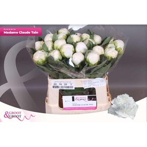 Paeonia Madame Claude Tain