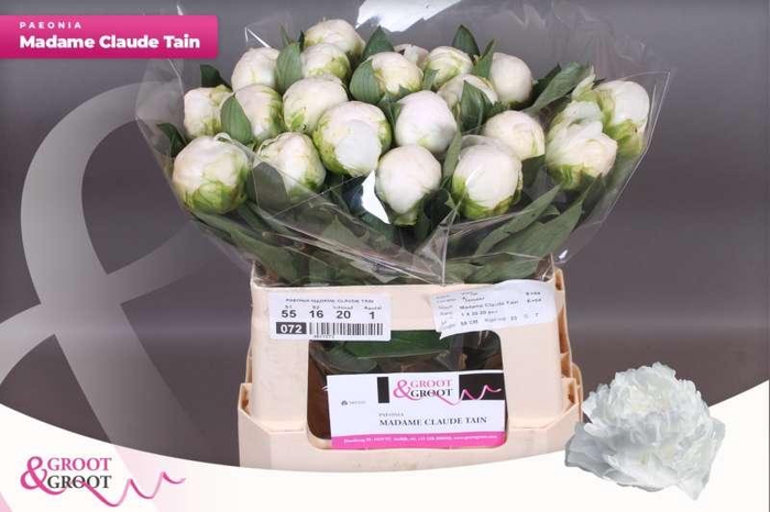 <h4>Paeonia Madame Claude Tain</h4>