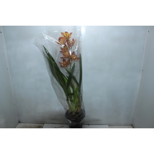 CYMBIDIUM P18 MIN 1 HT