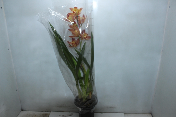 <h4>CYMBIDIUM P18 MIN 1 HT</h4>