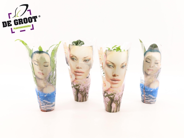 <h4>Groenmix in hoes "Face"</h4>