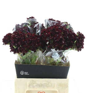 Di Barb Kiwi Burgundy