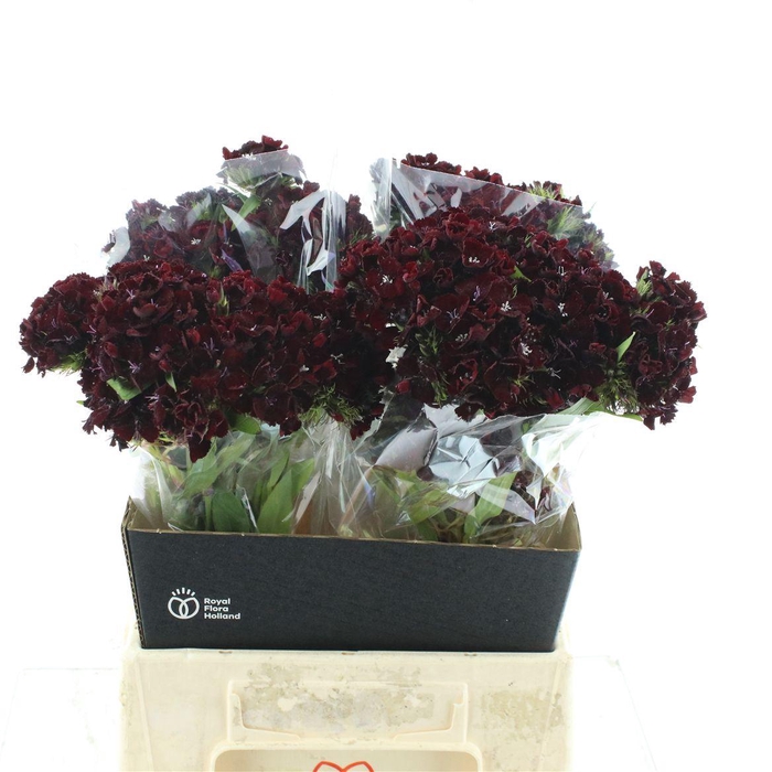 <h4>Di Barb Kiwi Burgundy</h4>