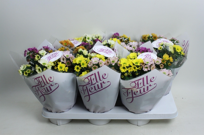 <h4>Elle Fleur Rossi gemengd per pot</h4>