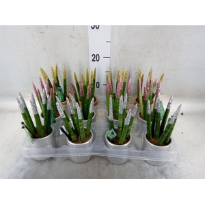 Sansevieria cyl.  ...