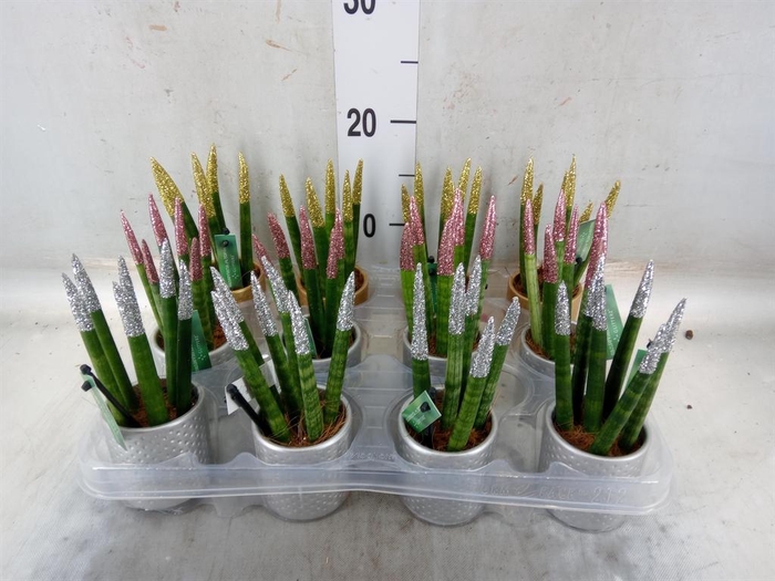 <h4>Sansevieria cyl. ...</h4>