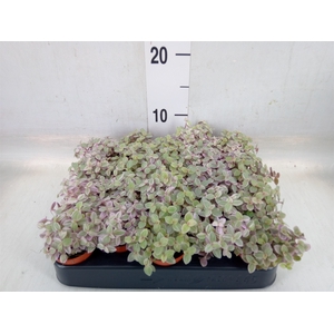 Callisia repens 'Rosato'