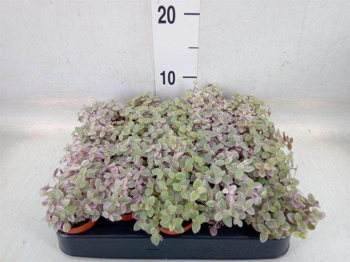 <h4>Callisia repens 'Rosato'</h4>