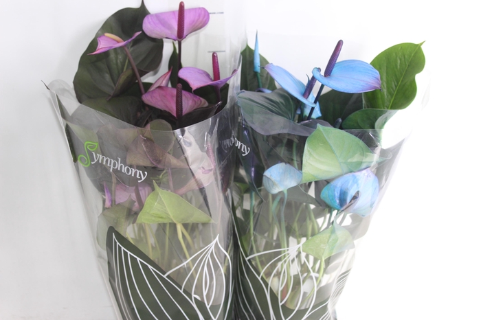 <h4>ANTHURIUM COLOURS P15</h4>