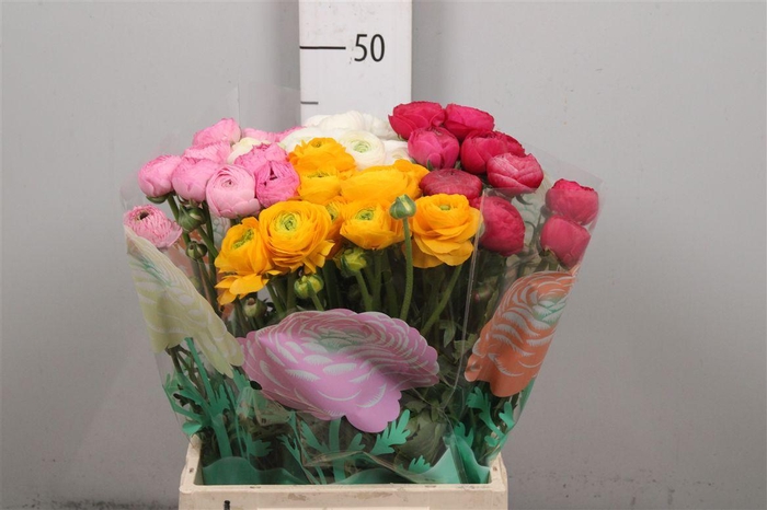 <h4>Ran Gem In Fust</h4>