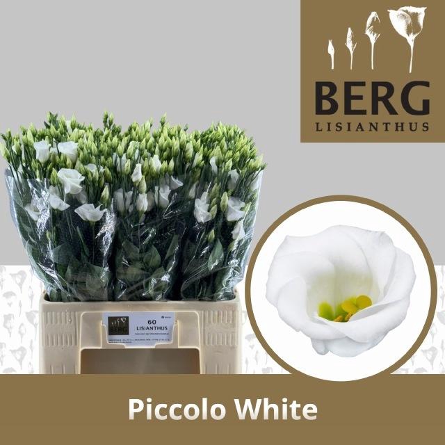 <h4>EUS E PICCO WHITE</h4>