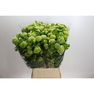 Viburnum Opulus Roseum